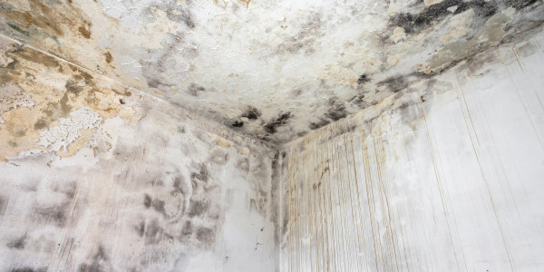 Pintar Fachadas de Casas Unifamiliares / Chalets Puigdàlber · Pintura Antihumedad / Antimoho para Humedades / Moho